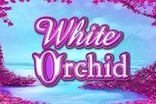 white-orchid